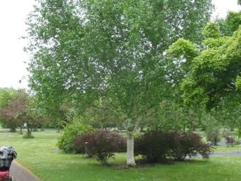 Betula utilis var. jacquemontii
