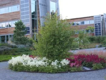Acer tataricum ssp ginnala fk Uppsala E