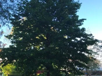 Corylus colurna