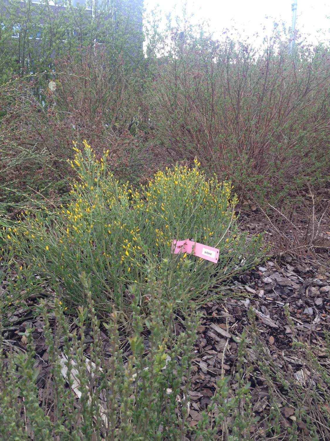Cytisus purgans - Image 2
