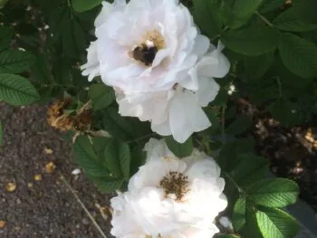 Rosa 'Henry Hudson'