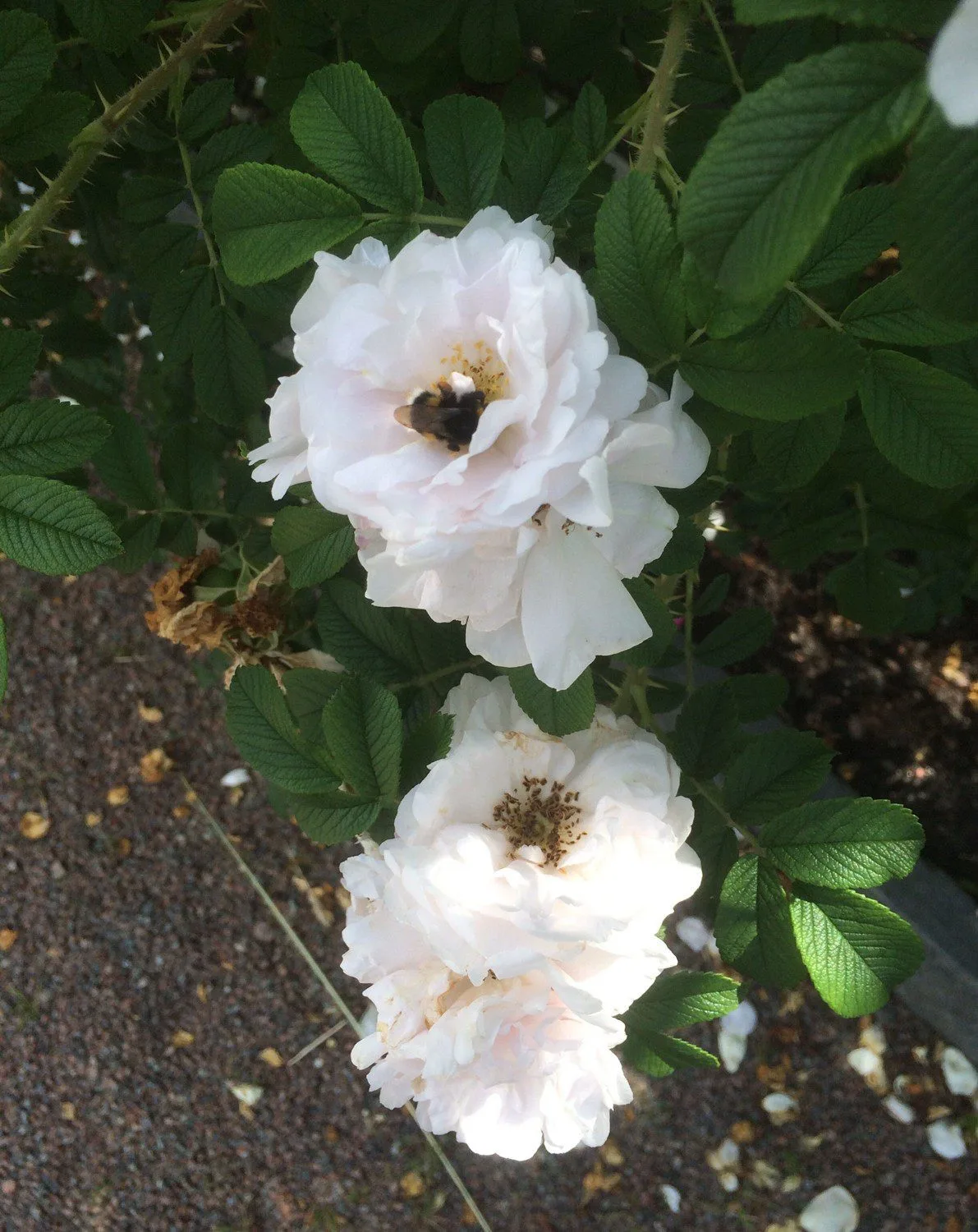 Rosa 'Henry Hudson'
