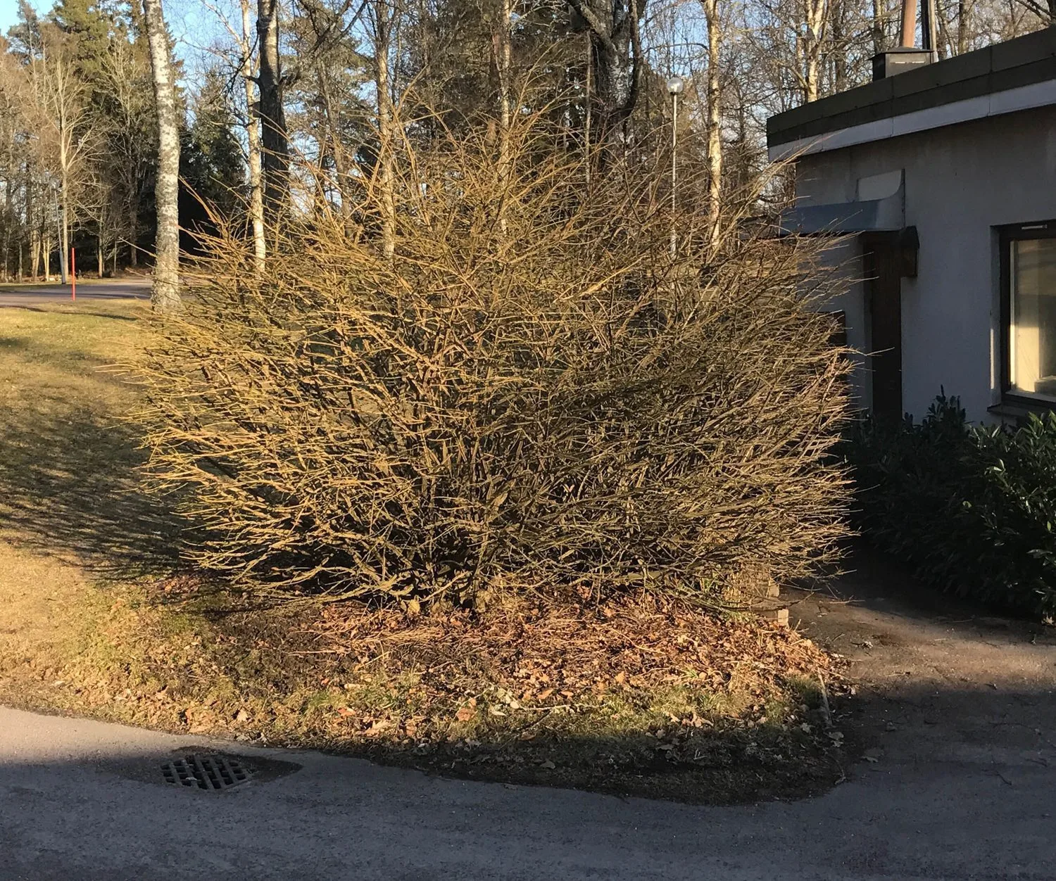 Euonymus alatus - Image 2