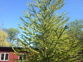 Cercidiphyllum japonicum fk Göteborg E