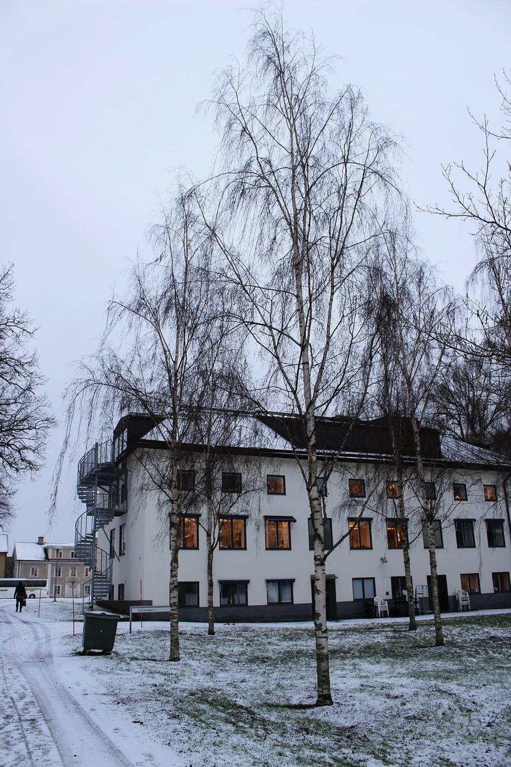 Betula pendula 'Dalecarlica' E - Image 2