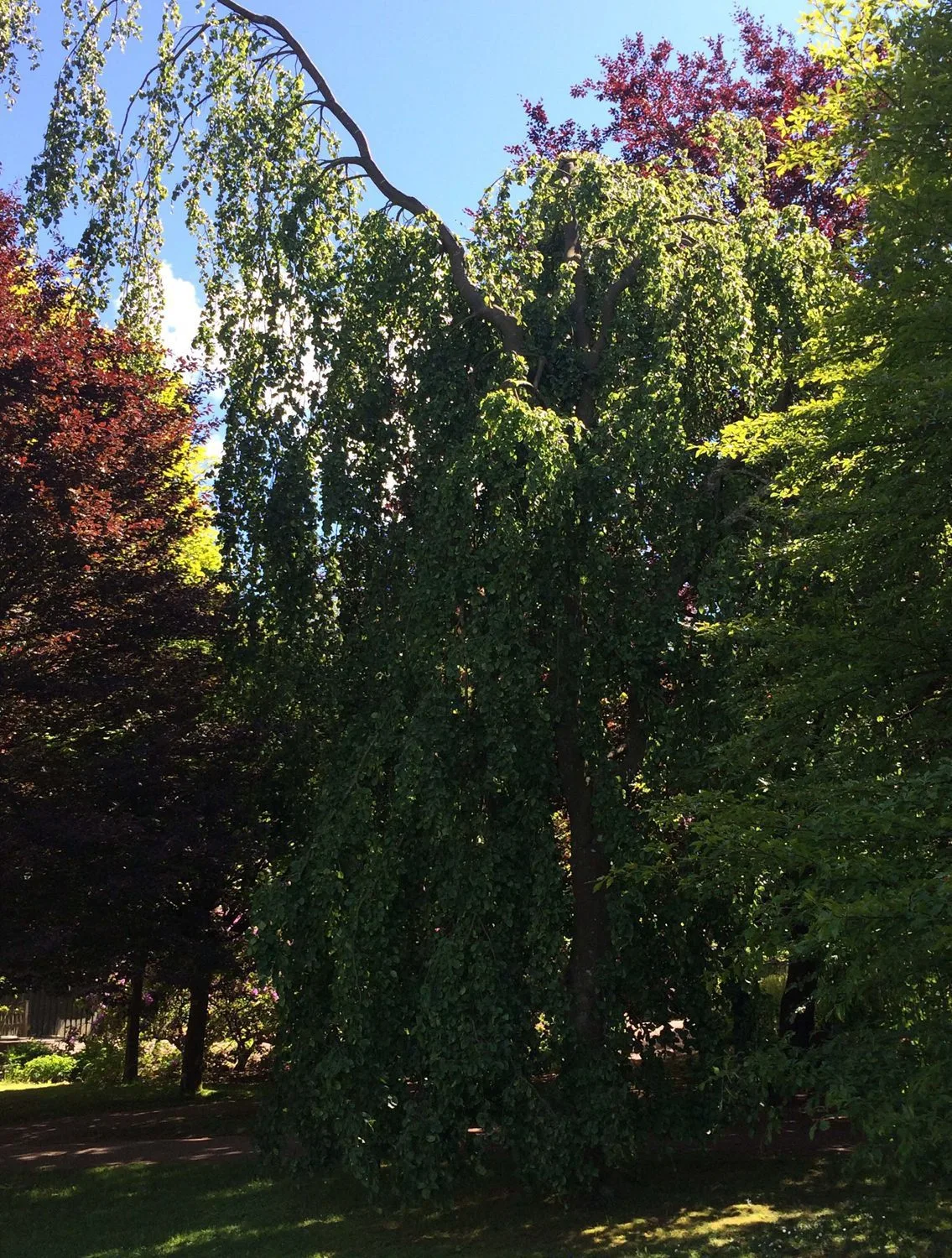 Fagus sylvatica 'Pendula' - Image 2