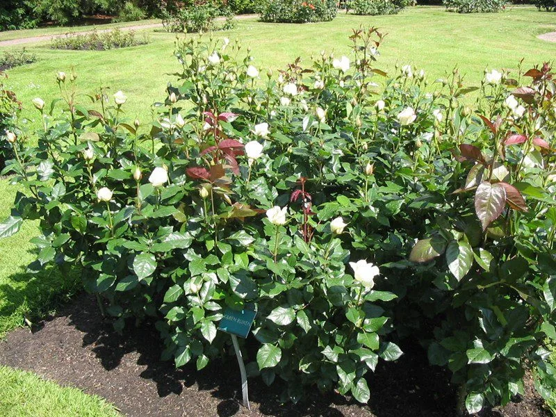 Rosa 'Karen Blixen' - Image 3