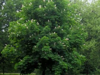 Aesculus hippocastanum