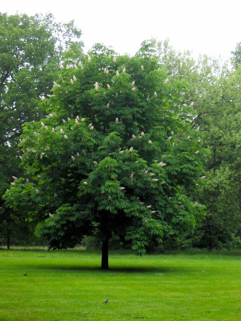 Aesculus hippocastanum