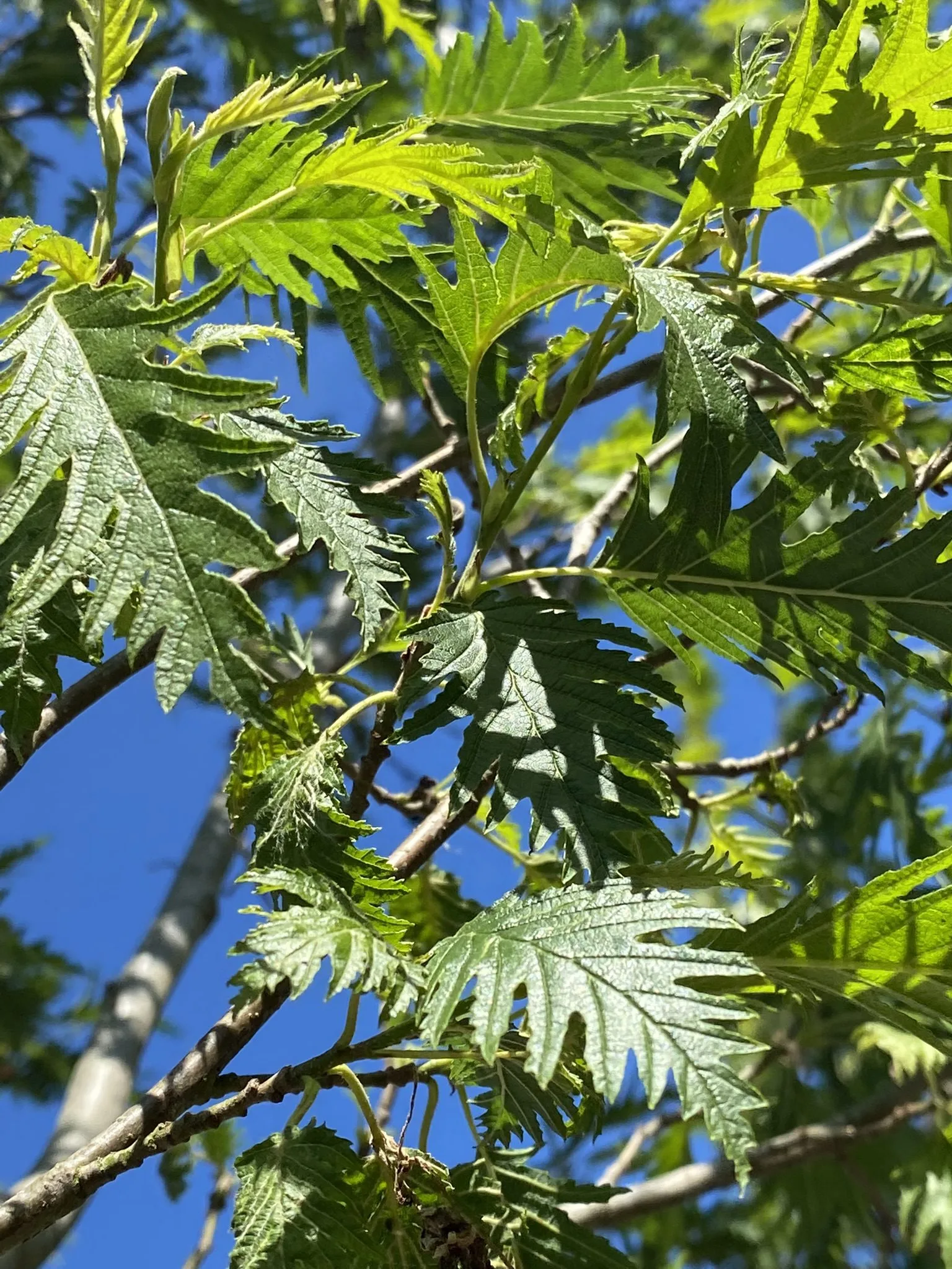 Alnus incana 'Laciniata' - Image 2