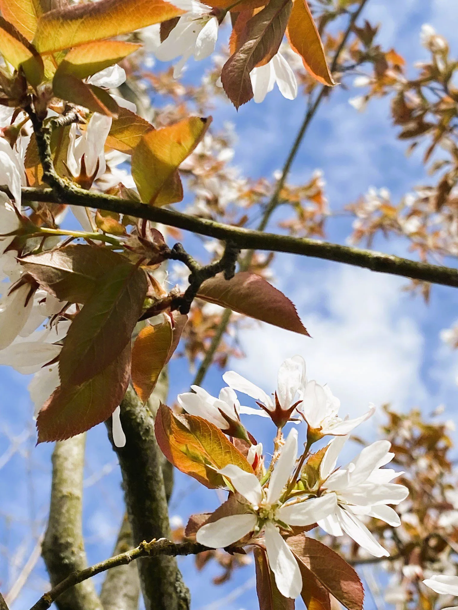 Amelanchier laevis fk Bäcklösa E - Image 2