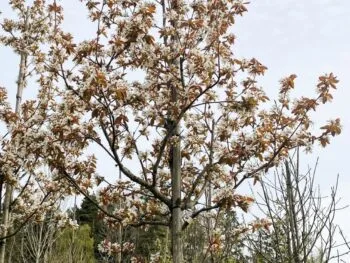 Amelanchier laevis fk Bäcklösa E