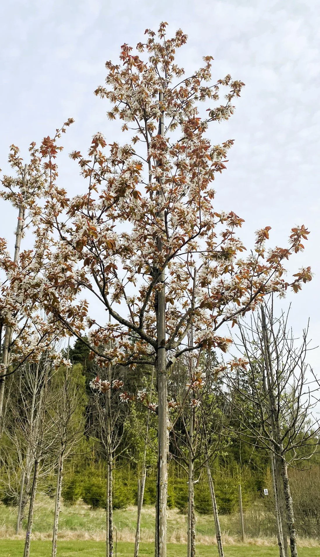 Amelanchier laevis fk Bäcklösa E