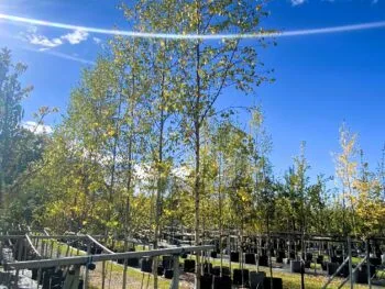 Betula pendula 'Stuguvattenkälen'