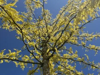 Gleditsia triacanthos 'Sunburst'