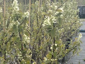 Amelanchier alnifolia fk Alvdal E