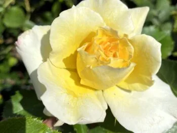 Rosa 'Leverkusen'
