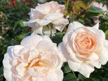 Rosa 'New Dawn'