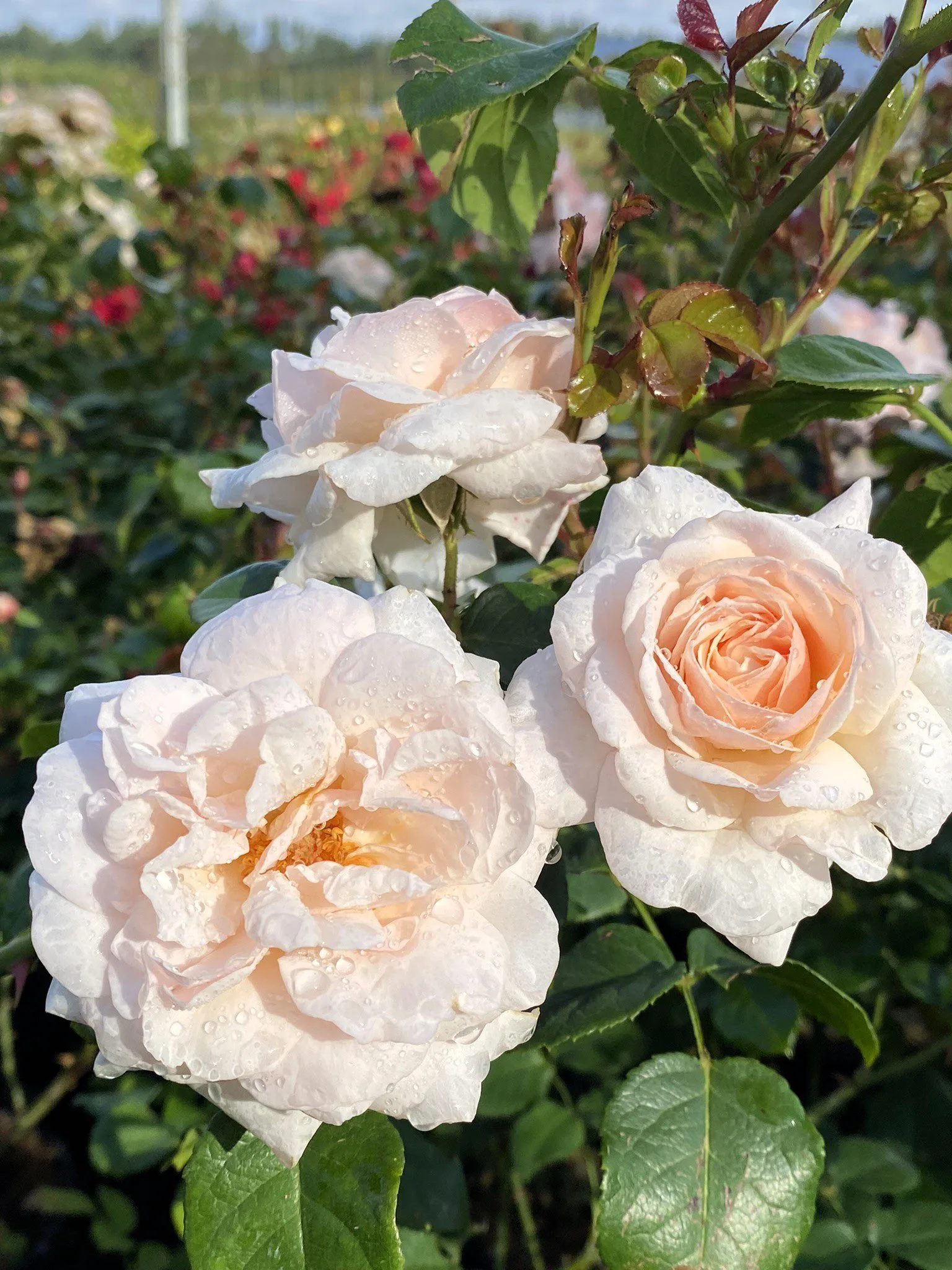 Rosa 'New Dawn'