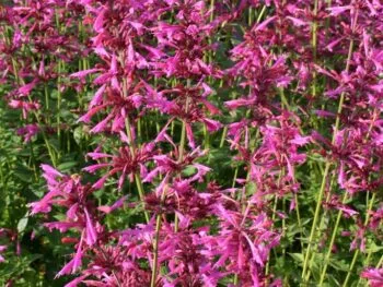 Agastache 'Summer Love'
