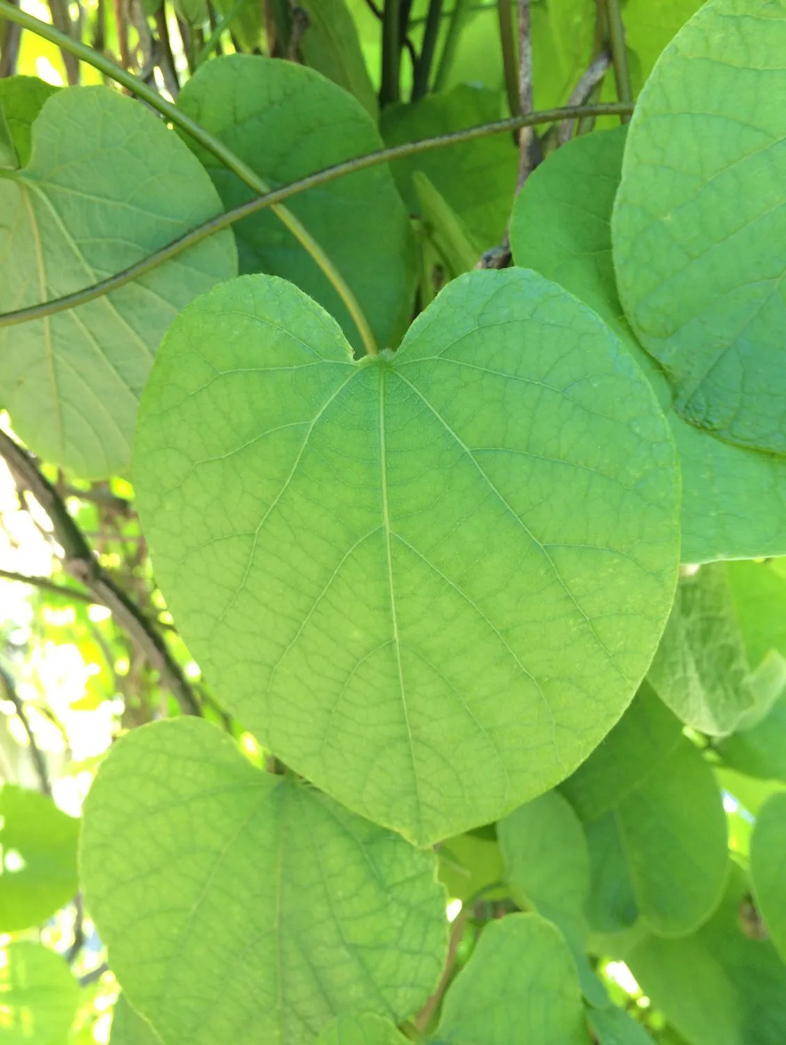 Aristolochia macrophylla - Image 4