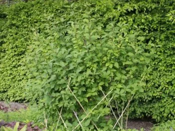 Syringa komarowii ssp reflexa
