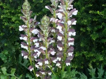 Acanthus balcanicus