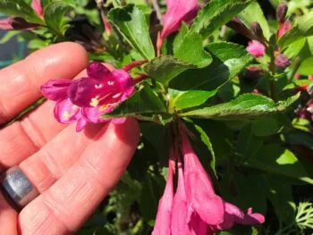 Weigela florida 'Korea' E