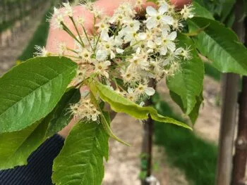 Prunus pensylvanica