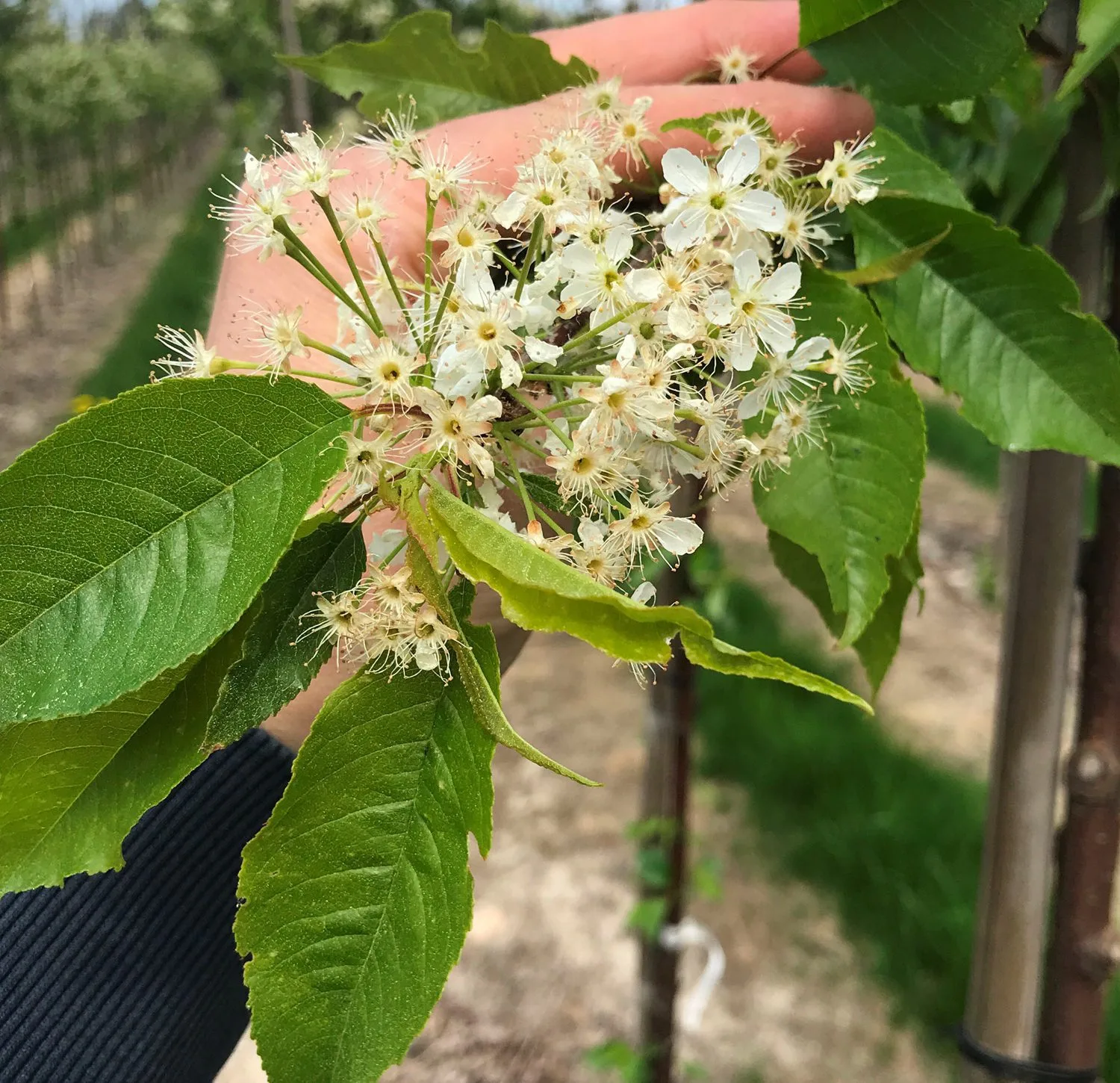 Prunus pensylvanica