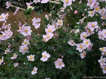 Anemone hybrida 'Königin Charlotte'
