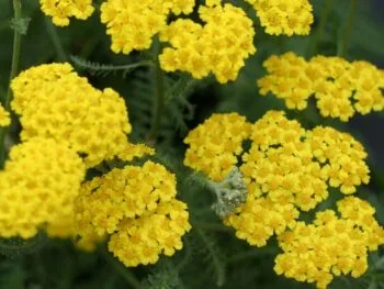 Achillea 'Little Moonshine'