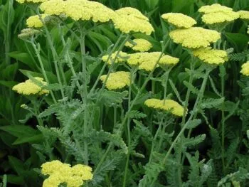 Achillea 'Moonshine'