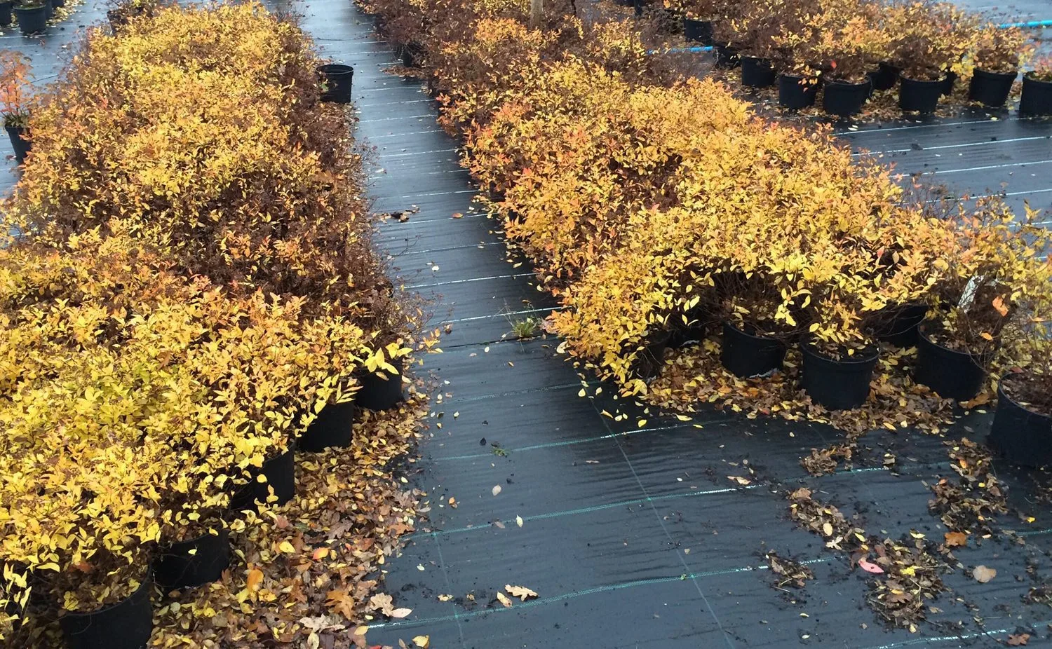 Spiraea japonica 'Goldmound' - Image 3