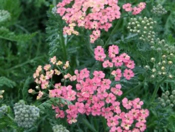Achillea millefolium 'Apfelblute'