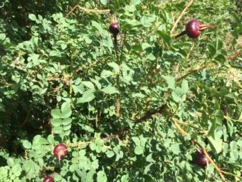 Rosa spinossissima