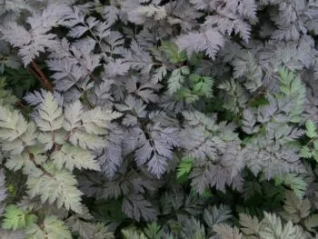 Anthriscus sylvestris 'Raven´s Wing'