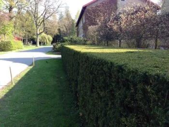Taxus media 'Hicksii'