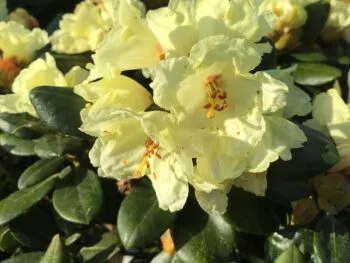 Rhododendron (Yakushimanum) 'Flava'