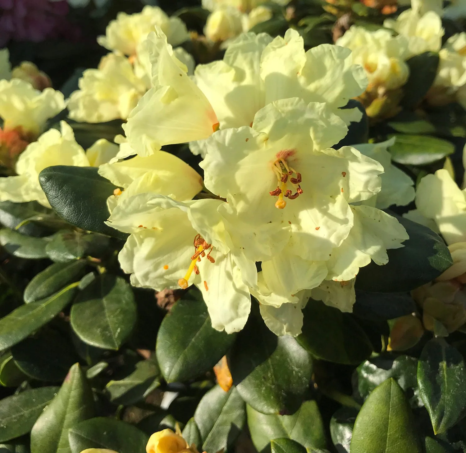 Rhododendron (Yakushimanum) 'Flava'
