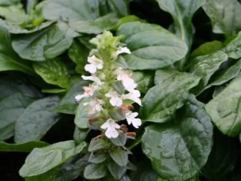 Ajuga reptans 'Alba'