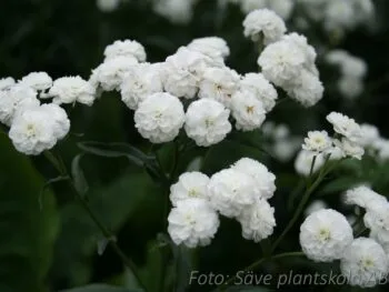 Achillea ptarmica 'Boule de Neige'