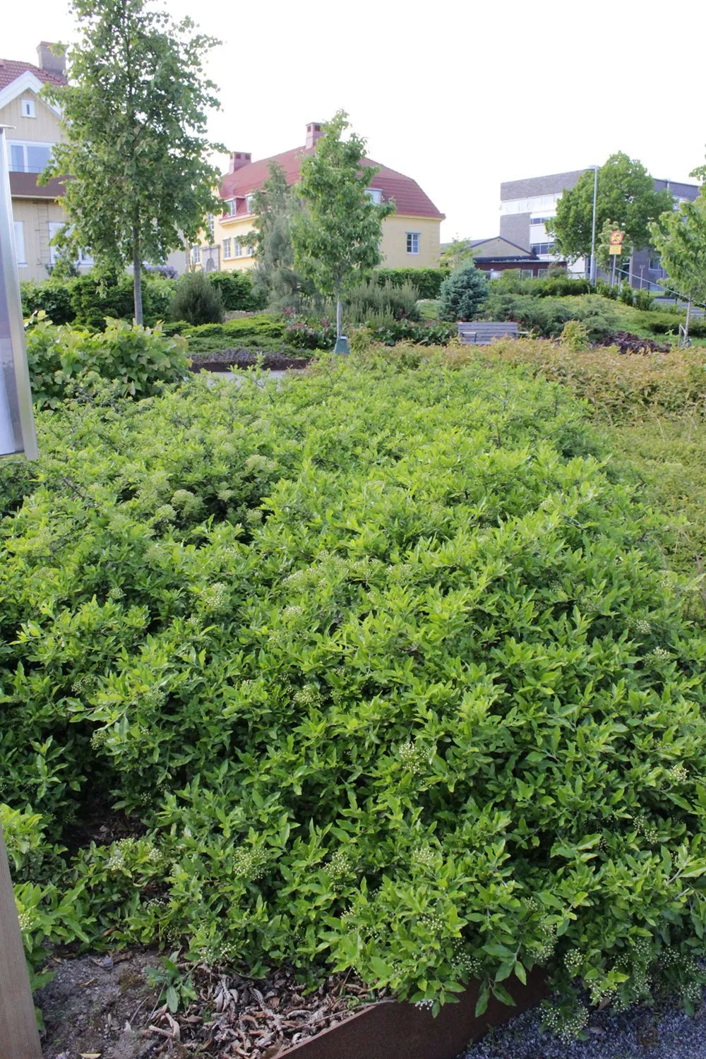 Pyracantha 'Anatolia' - Image 4