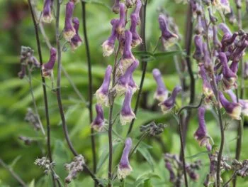 Aconitum 'Purple Sparrow'