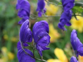 Aconitum cammarum 'Spark's Variety'