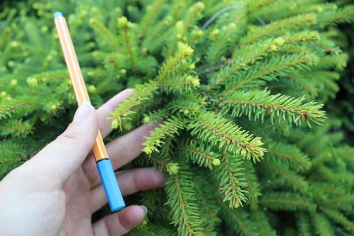 Picea abies 'Nidiformis' - Image 3