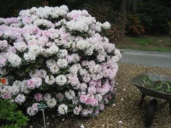 Rhododendron (Yakushimanum) 'Silberwolke'