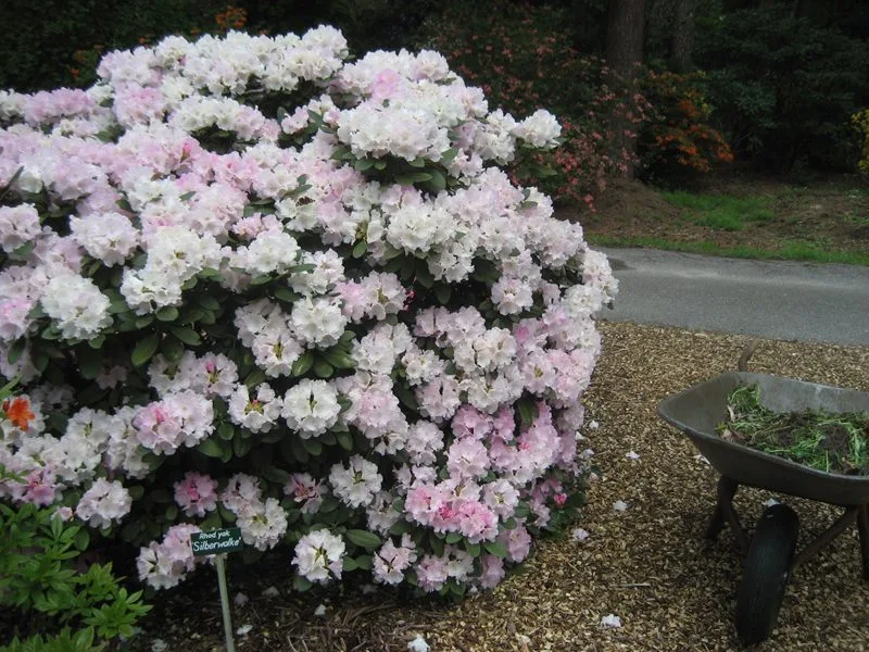Rhododendron (Yakushimanum) 'Silberwolke'