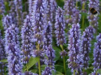 Agastache 'Blue Fortune'