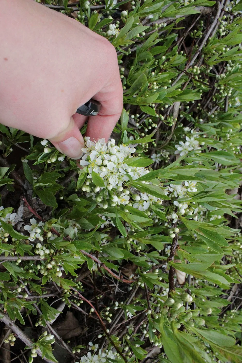 Prunus pumila var.depressa E - Image 6